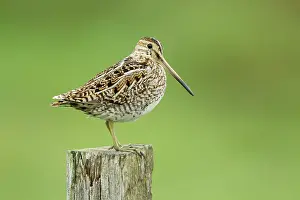 Gallinago: Snipe - on post