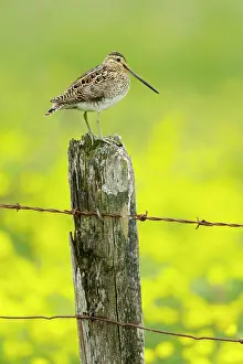 Gallinago: Snipe - on post with buttercup meadow in background