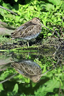 Snipes: Snipe - resting at lake edge