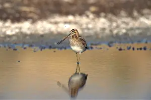 Chris Knights: SNIPE - in shallow water