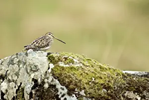 Snipes: Snipe - Sitting on rock