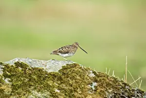 Snipes: Snipe - Standing on rock