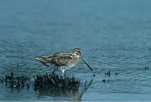 Snipe: SNIPE - at water's edge
