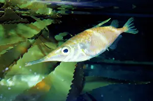 Scolopax: Snipefish / TRUMPET FISH