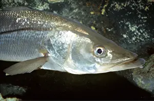 Ken Lucas: SNOOK - CLOSE-UP OF HEAD