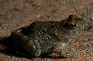 Natalensis: Snoring Puddle Frog - Close Up