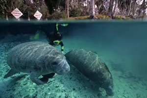 Trichechus: Snorkeler with a couple of Florida manatee, Trichechus mana