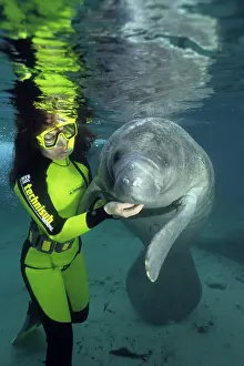 Trichechus: snorkeler with Florida manatee, Trichechus manatus latirostr