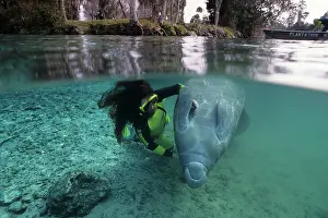 Trichechus: snorkeler with Florida manatee, Trichechus manatus latirostr