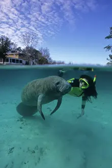 Verticals: snorkeler with Florida manatee, Trichechus manatus latirostr