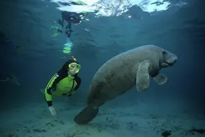 Trichechus: snorkeler with Florida manatee, Trichechus manatus latirostr