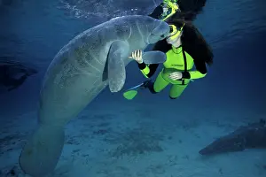 Trichechus: snorkeler with Florida manatee, Trichechus manatus latirostr