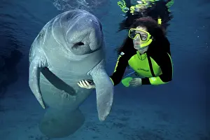 Trichechus: snorkeler with Florida manatee, Trichechus manatus latirostr