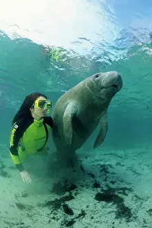 Trichechus: snorkeler with Florida manatee, Trichechus manatus latirostr