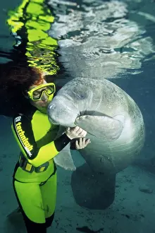 Trichechus: snorkeler with Florida manatee, Trichechus manatus latirostr