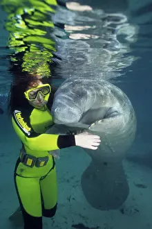 Trichechus: snorkeler with Florida manatee, Trichechus manatus latirostr