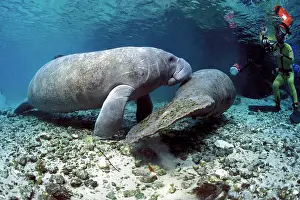 Profession: Snorkeler photographing couple of Florida manatee, Trichechu