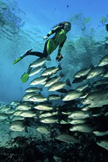 Transparent: snorkeler with shool of fish, Crystal River, Florida, Unites