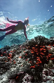Snorkeller: Snorkeller above reef edge