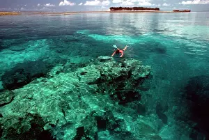 Snorkeller: Snorkeller swims on coral reef. Great