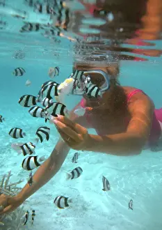 Snorkeller: Snorkeller - with Zebra fish