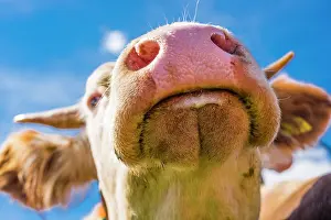 Snouts: Snout of a cow, Allgcu Braunvieh (Bos primigenius