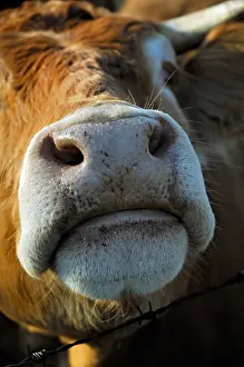 Limousin: Snout of a Limousine cow Correze France