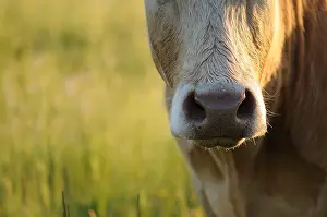 Snoots: Snout of a Limousine Cow in a meadow Normandie France