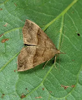 Noctuidae: Snout moth