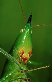 Painful: A snout-nosed katydid - with powerful mandibles