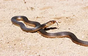 Threatening: SNOUTED COBRA - TONGUE OUT