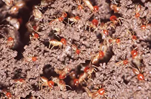 Communities: Snouted Harvester Termites - Soldiers