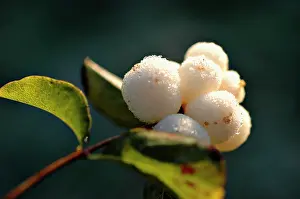 Rivularis: Snow-berry