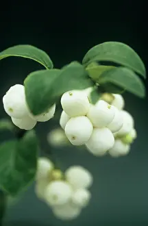 Rivularis: Snow-berry