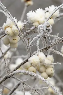 Hispida: Snow-berry