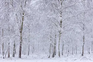Bramble: Snow in birch forest, The Netherlands, Noord-Brabant