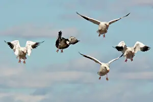 Hyperborea: Snow and Blue Geese