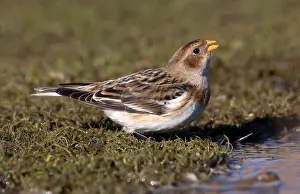 Plectrophenax: Snow Bunting