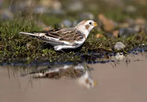 Plectrophenax: Snow Bunting