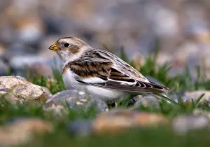 Plectrophenax: Snow Bunting