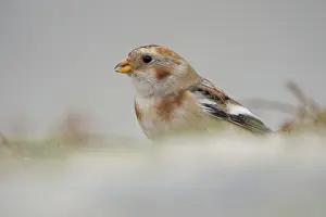 Plectrophenax: Snow Bunting