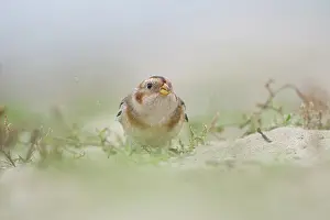 Plectrophenax: Snow Bunting