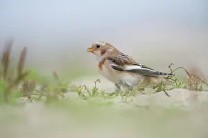 Plectrophenax: Snow Bunting
