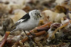 Plectrophenax: Snow bunting