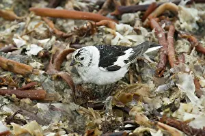 Plectrophenax: Snow bunting