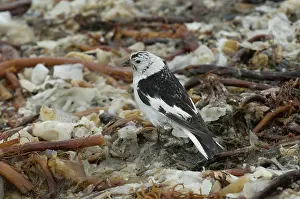 Plectrophenax: Snow bunting
