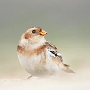 Plectrophenax: Snow Bunting