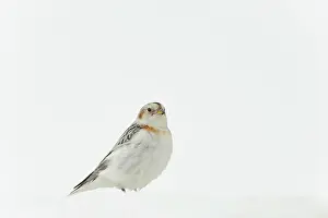 Plectrophenax: Snow Bunting