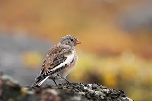 Moulting: Snow Bunting