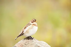 Emberizidae: Snow Bunting